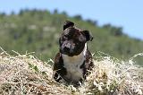 STAFFIE 359